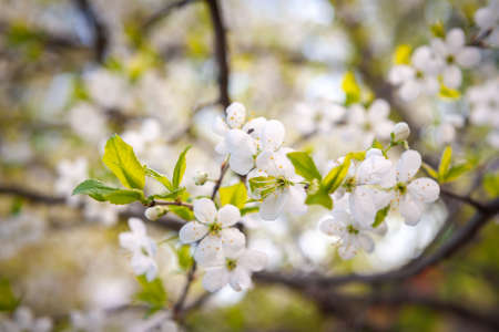 Beautiful branch of a flowering apple tree.
