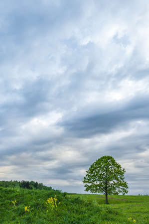 Lonely green oak in the field. Spring landscape with frown, thunderstorm sky.の写真素材