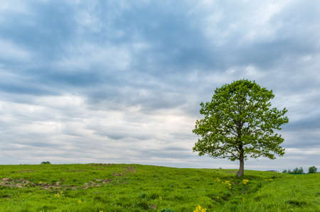 Lonely green oak in the field. Spring landscape with frown, thunderstorm sky.の写真素材