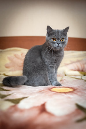 Portrait of a cat with bright orange eyes, British shorthair breed, blue color.の写真素材