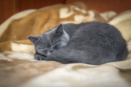 Portrait of a sleeping cat with bright orange eyes, British shorthair breed, blue.の写真素材