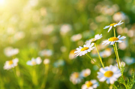 Summer bright landscape with beautiful wild flowers camomiles. Daisies in the field.の写真素材