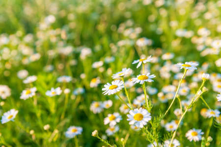 Summer bright landscape with beautiful wild flowers camomiles. Daisies in the field.の写真素材