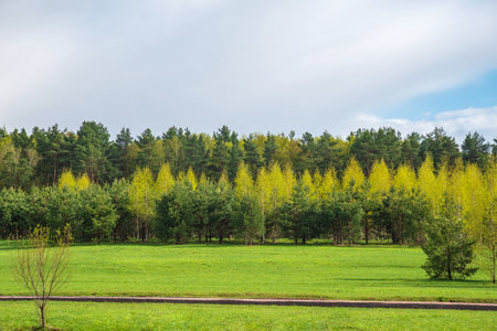 Spring forest and green grass against the background of beautiful clouds with blue skies. Spring natural landscape.の写真素材