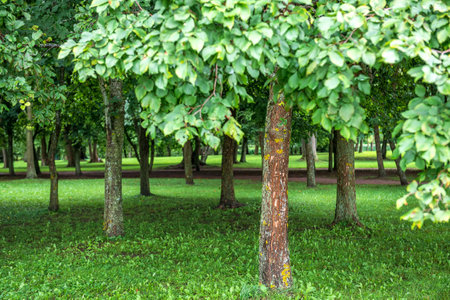 Background texture of fresh green lawn of a local public park with beautiful trees. Copy space for text.の写真素材