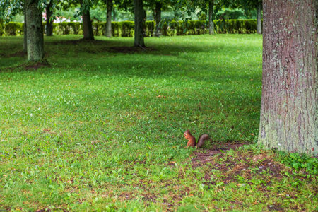 Background texture of fresh green lawn of a local public park with beautiful trees. Copy space for text.の写真素材
