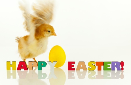 Little chicken with yellow egg against white backgroundの写真素材