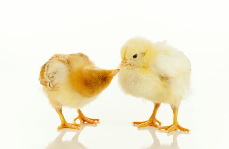 Two newborn chickens against white backgroundの写真素材