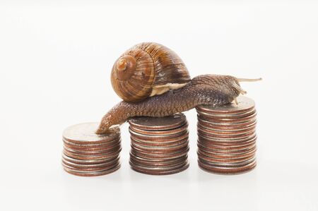 Snail on the coins against white background- slow economy conceptの写真素材