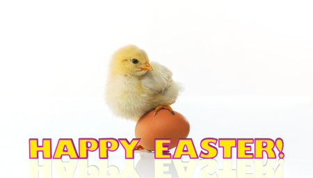 Newborn chicken with yellow egg against white background