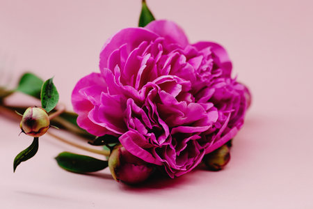 beautiful pink peony on a pink background. tinting. selective focusの写真素材