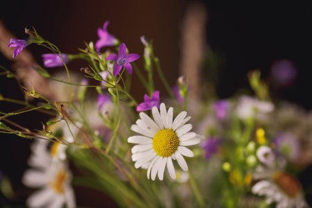 Wildflowers abstraction background closeupの写真素材