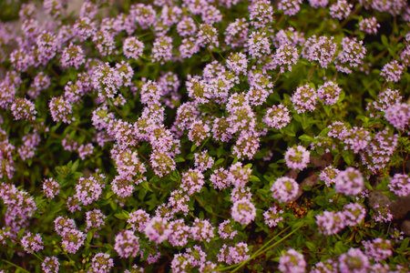 purple flowers close upの写真素材