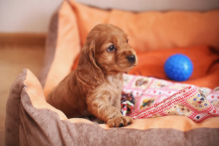 Cute cocker spaniel puppyの写真素材