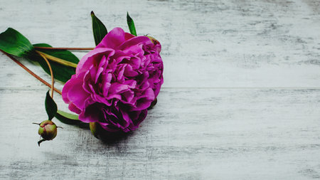 Bouquet of purple peonies on a white wooden background.の写真素材
