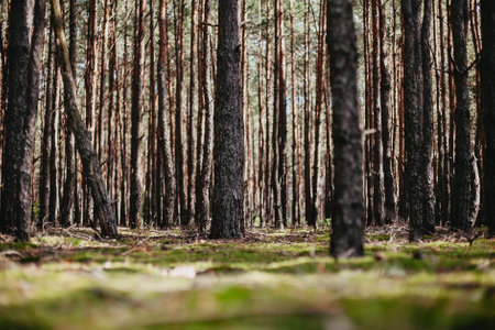 Pine trees in the forest. Nature background. Selective focus.の写真素材