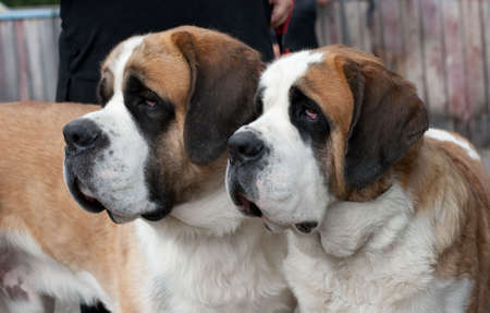 Couple of purebred st bernard dogsの写真素材