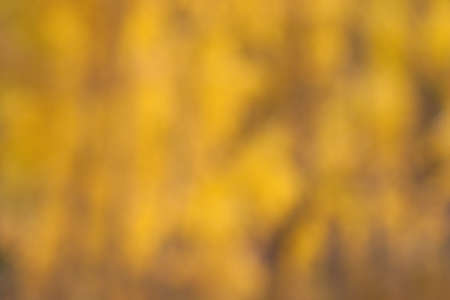 Abstract yellow off focus background fall or autumnの写真素材