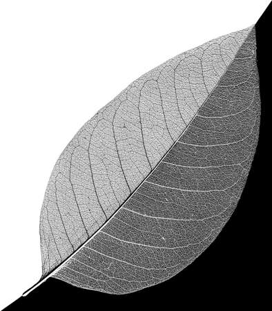 black and white leaf veins skeleton