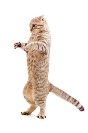 standing kitten or cat  striped like Godzillaの写真素材