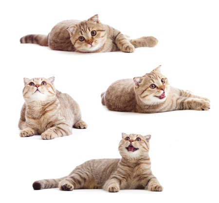 striped British kitten lying with opened mouth isolatedの写真素材