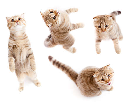 set of top view tabby kitten isolatedの写真素材