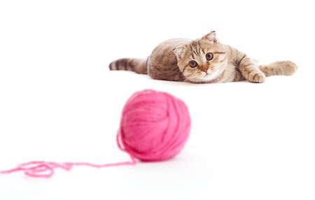 tabby british kitten playing red clew or ball isolatedの写真素材