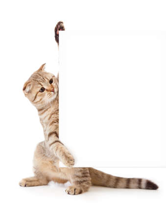 kitten isolated with placard or banner for your textの写真素材