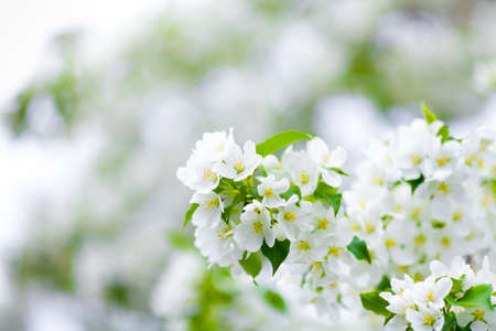 apple tree blossom branch macroの写真素材