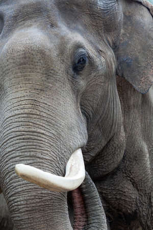 Elephant closeupの写真素材