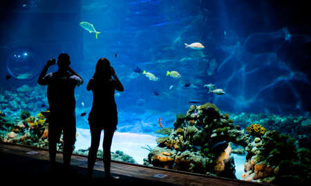 Real underwater background with fishes shoalの写真素材