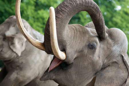 Elephant closeupの写真素材