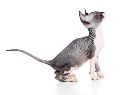 hairless sphynx kittenの写真素材