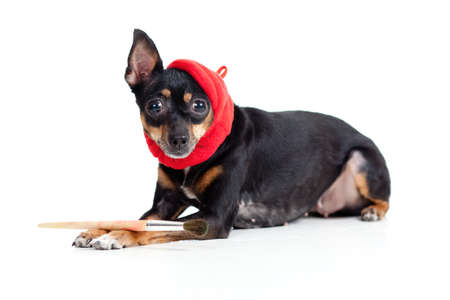 lying toy terrier dog in artist hat with painting brushの写真素材