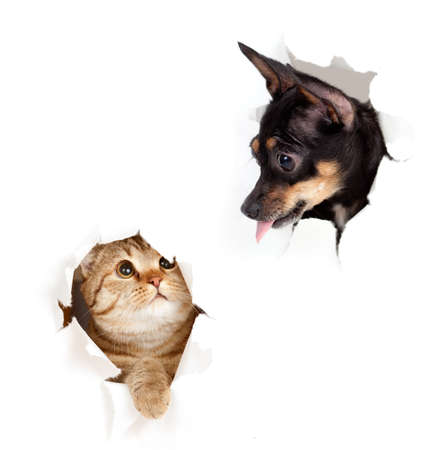 cat and dog in paper side torn hole isolatedの写真素材