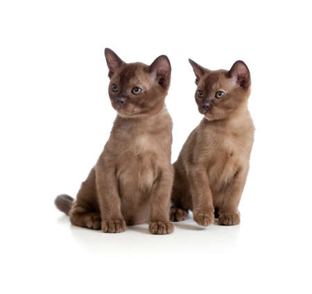 Burmese cats sitting on whiteの写真素材