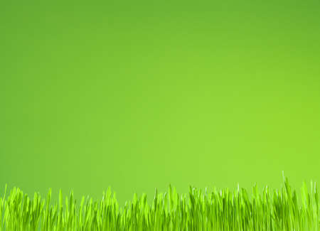 clean fresh grass growth on green backgroundの写真素材