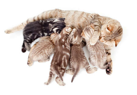 five kittens brood feeding by mother cat isolatedの写真素材