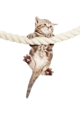 funny baby cat hanging on ropeの写真素材