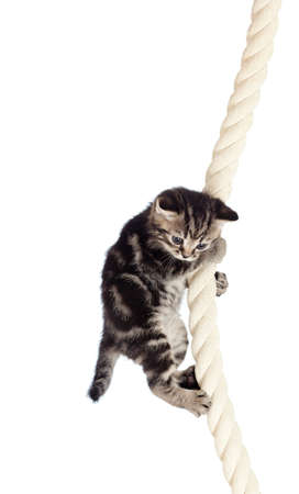 funny baby cat hanging on ropeの写真素材