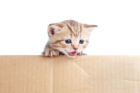 Scottish british baby kitten in cardboard boxの写真素材