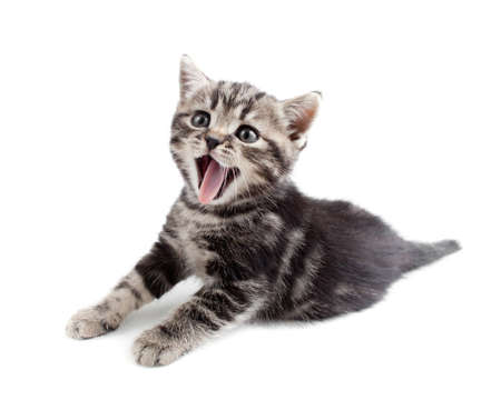 Yawning striped Scottish kitten lying isolatedの写真素材