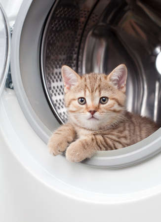striped british kitten lying inside laundry washerの写真素材