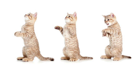 standing striped british kitten set isolatedの写真素材