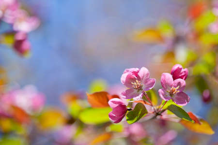 pink blossom branch macro shotの写真素材