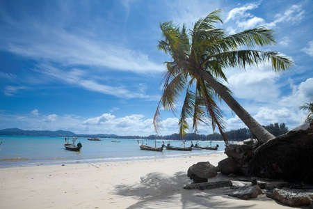 Palm tree on Bangtao beach. Thailand. Phuket island.の写真素材