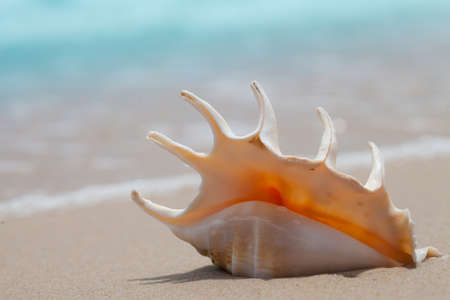 seashell macro on the sand of beachの写真素材