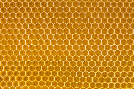 bee honey in honeycomb