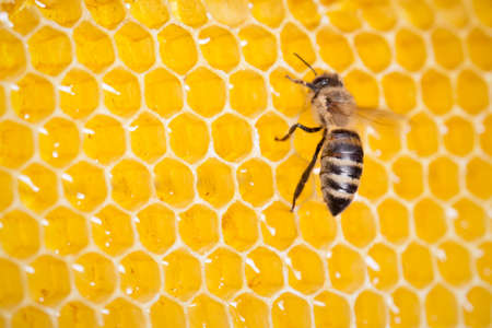 bee in honeycomb macroの写真素材