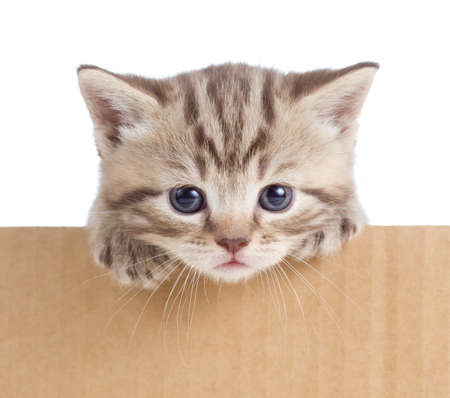 little kitten in cardboard boxの写真素材